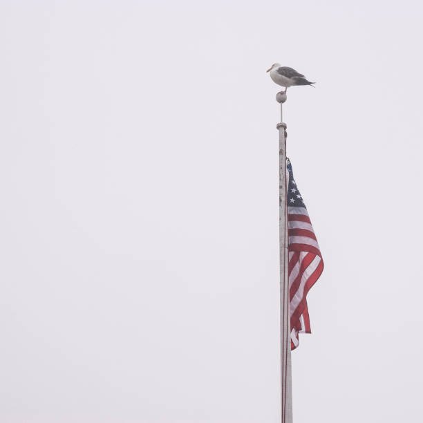 A seagull standing on a flagpole and the American flag.