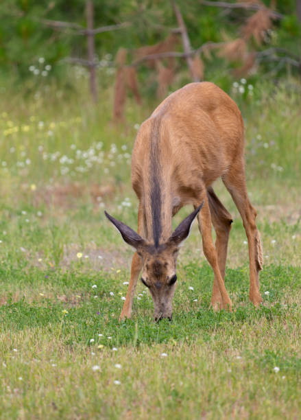 istock Doe in the Meadow 1158267223
