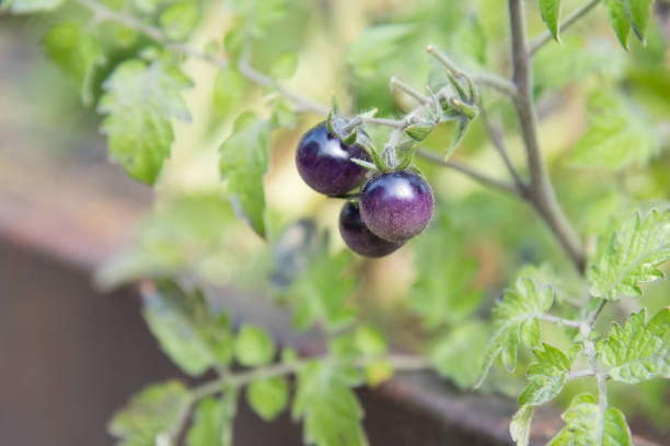 istock Purple heirloom cherry tomatoes on vine in summer 1158268043