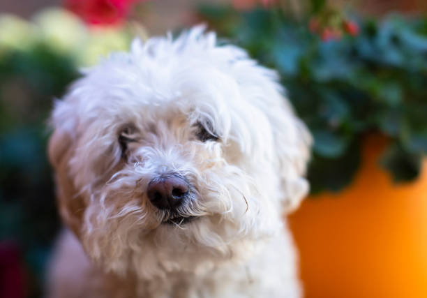 istock Cute Shih Tzu Face 1158269459