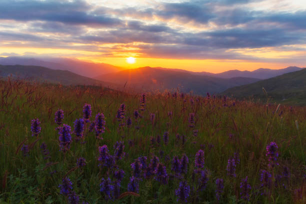 Blooming lupins in the mountains at sunset