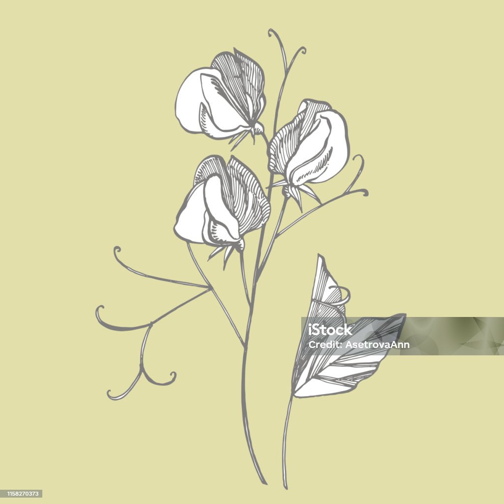 Ilustración de Dulces Flores De Guisante Dibujo Y Boceto Con Lineart Sobre Fondos Blancos Patrón Floral Con Flores De Guisantes Dulces Elegante La Plantilla Para Tela Papel Postal y más Vectores Libres Ilustración de Dulces Flores De Guisante Dibujo Y Boceto Con Lineart Sobre Fondos Blancos Patrón Floral Con Flores De Guisantes Dulces Elegante La Plantilla Para Tela Papel Postal y más Vectores Libres