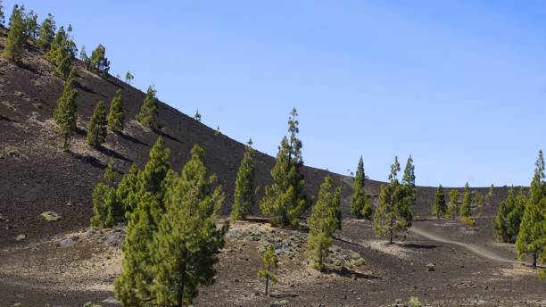 istock volcanic landscape on tenerife island 1158270534