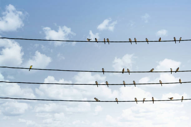 istock Individuality concept, birds on a wire with copy space 1158270539