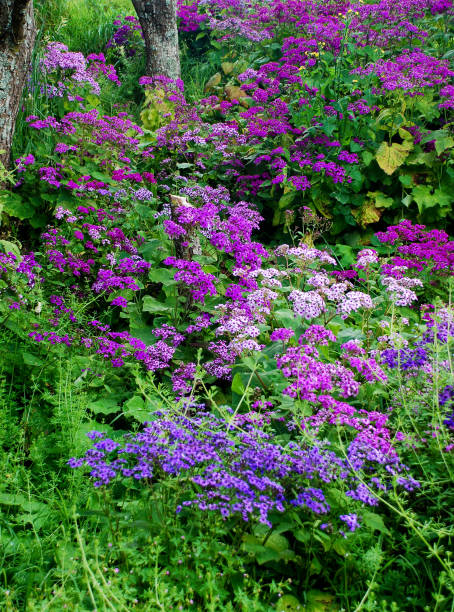 istock Flowers, New Zealand 1158270563