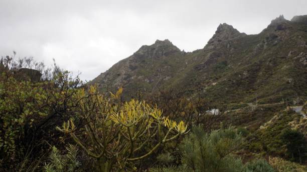 istock volcanic landscape on tenerife island 1158270686