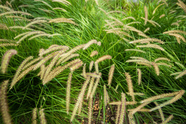 fond de nature d'herbe grande - grass tall timothy grass field photos et images de collection