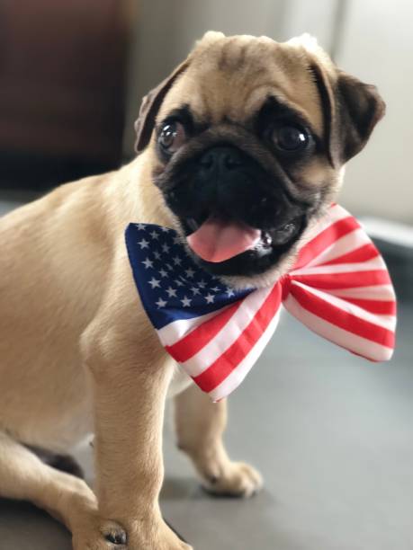 pug, 4 luglio, usa, patriota - dog patriotism flag politics foto e immagini stock