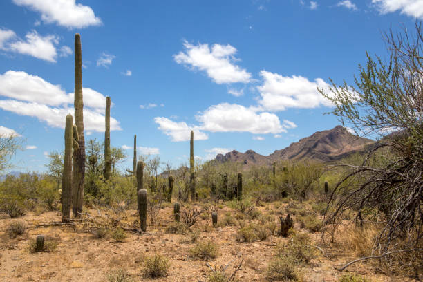 istock Ironwood National Monument 1158273776
