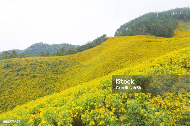 Gelbes Blumenfeld Stockfoto und mehr Bilder von Abenddämmerung - Abenddämmerung, Baumblüte, Berg