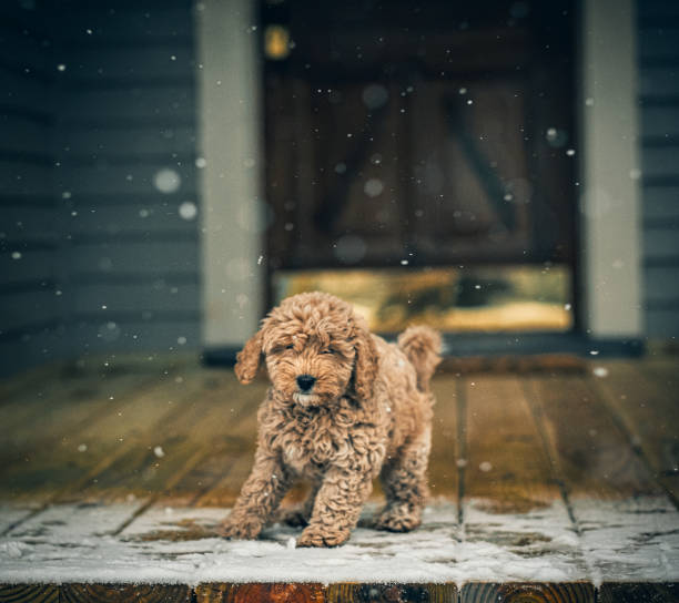 première fois pour tout - animal dog winter snow photos et images de collection