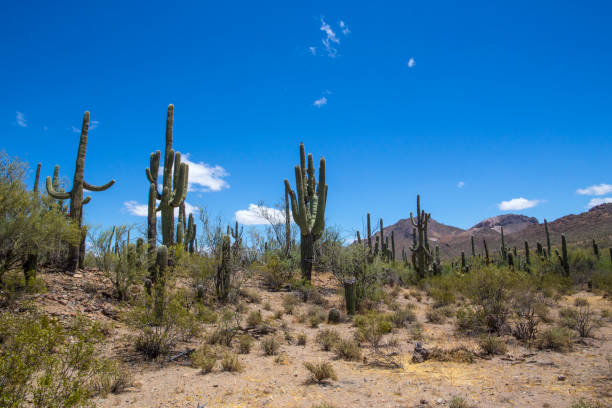 istock Ironwood National Monument 1158274907