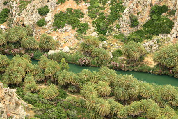 istock View around River and palm forest at Preveli, southern Crete , Greece 1158277874