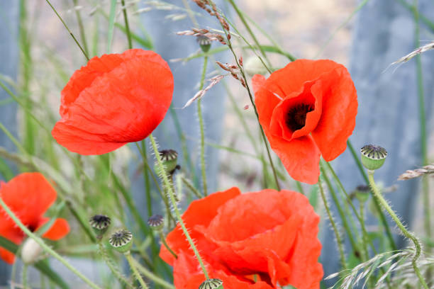 istock Summer popy flowers on meadow in grass 1158278061