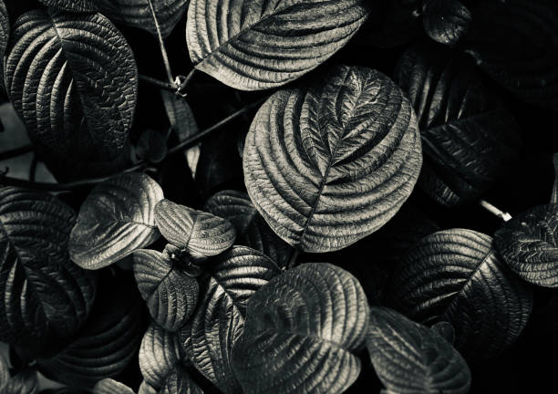 istock Tree leaves isolated black and white photo 1158278493