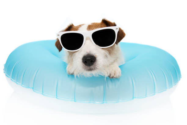 istock DOG SUMMER VACATIONS. JACK RUSSELL INSIDE A INFLATABLE OR BLUE FLOAT POOL WEARING SUNGLASSES. ISOLATED AGAINST WHITE BACKGROUND. 1158281366