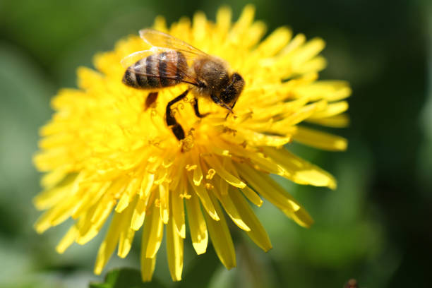 istock Bees collecting pollen from a flower 1158282034
