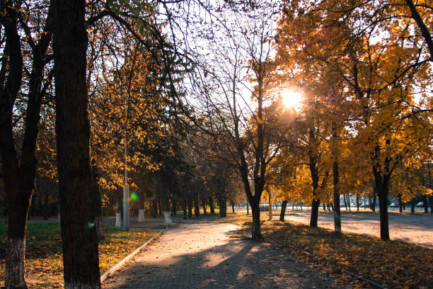 istock Sunset and trees shadows. Sunlight through tree foliage. Yellow, red, green leaves in sunlight. 1158282082