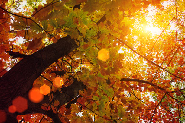 istock Sunset and oak trees. Sunlight through tree foliage. Yellow, red, green leaves in sunlight. Beautiful leaves background. 1158282087