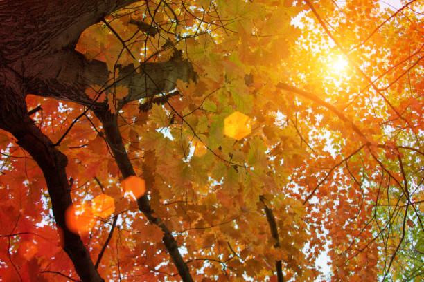 istock Sunset and oak trees. Sunlight through tree foliage. Yellow, red, green leaves in sunlight. Beautiful leaves background. 1158282093