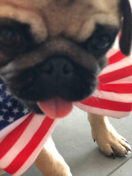 パグ、7月4日、アメリカ、愛国者 - dog patriotism flag politics ストッ�クフォトと画像