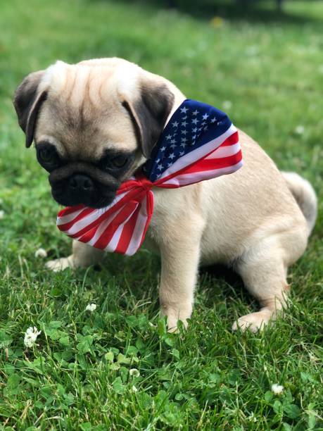 pug, 4 luglio, usa, patriota - dog patriotism flag politics foto e immagini stock