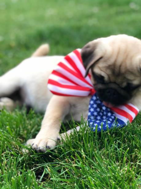 pug, 4 luglio, usa, patriota - dog patriotism flag politics foto e immagini stock