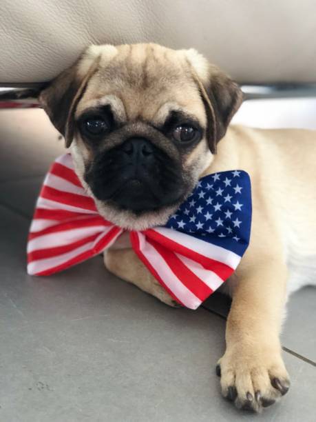 パグ、7月4日、アメリカ、愛国者 - dog patriotism flag politics ストックフォトと画像