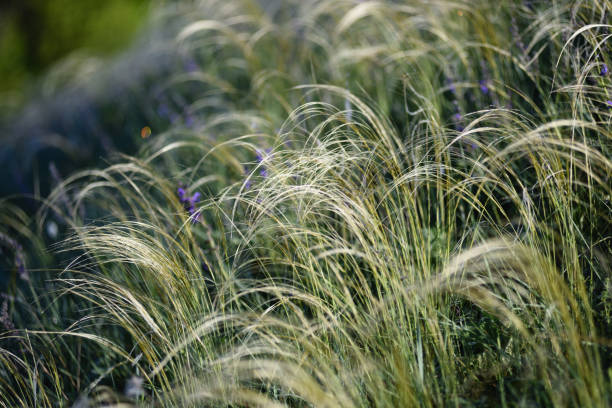 istock Close-up of feather grass in morning light with bokeh 1158284622
