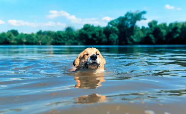 Photo of cute redhead corgi dog puppy swims in the lake funny wetting the face and ears