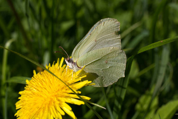 istock white butterfly ( cabbage) collects pollen on dandelion 1158287511