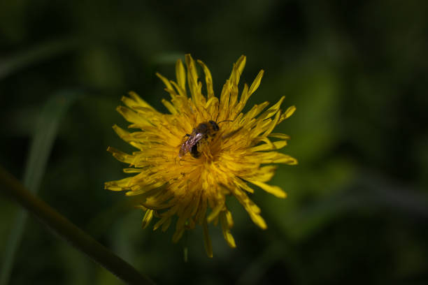 istock bee collecting honey on a dandelion 1158287648