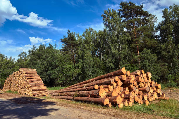 istock Wood courts stacked in a forest by a dirt road 1158289632