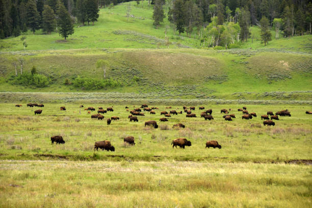istock Prairie and buffalow in Yellowstone Wyoming 1158290165