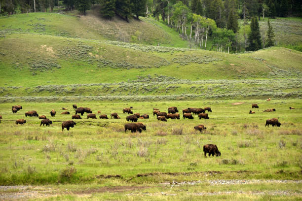 istock Herd of buffalo in natural environment 1158290177