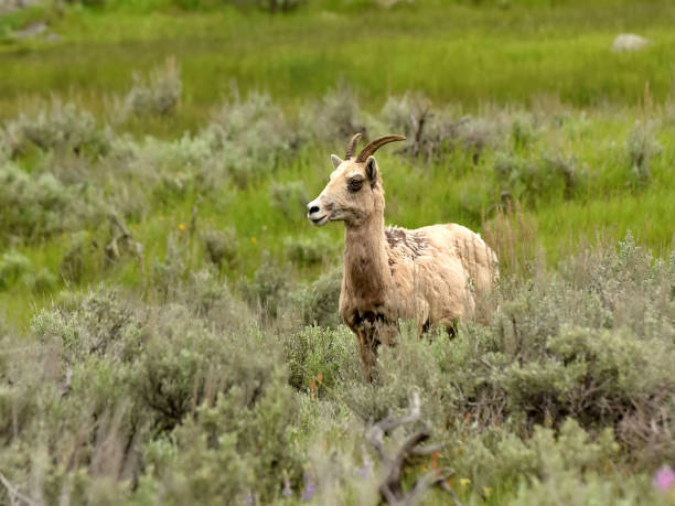 istock Bighorn sheep female in the wild 1158290193