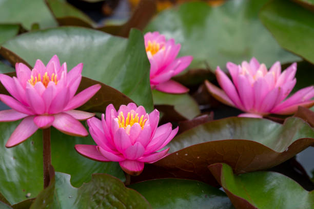 istock Cluster of lilies 1158291056