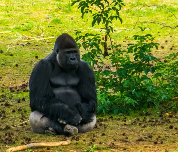 Photo of closeup of western lowland gorilla sitting in the grass, critically endangered primate specie from Africa