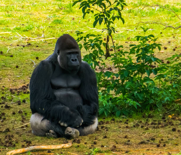 closeup of western lowland gorilla sitting in the grass, critically endangered primate specie from africa - gorilla zoo animal silverback gorilla imagens e fotografias de stock