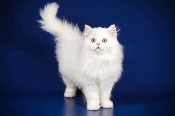 istock scottish straight longhair cat on colored backgrounds 1158292238