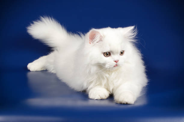 istock scottish straight longhair cat on colored backgrounds 1158292259