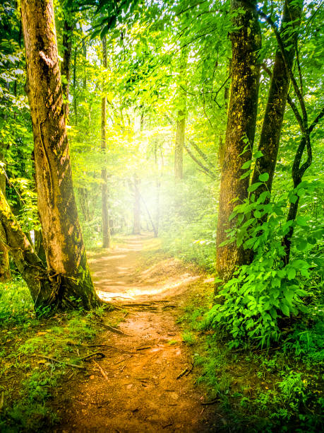 Mountain Hiking Trail in a Sunny Forest. The American South.