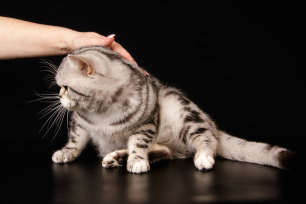 istock American shorthair cat on colored backgrounds 1158294287