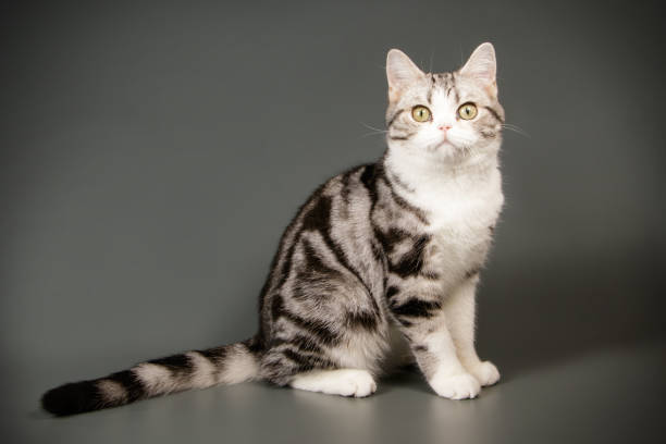 istock American shorthair cat on colored backgrounds 1158294332
