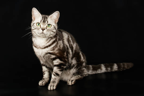 istock American shorthair cat on colored backgrounds 1158294337