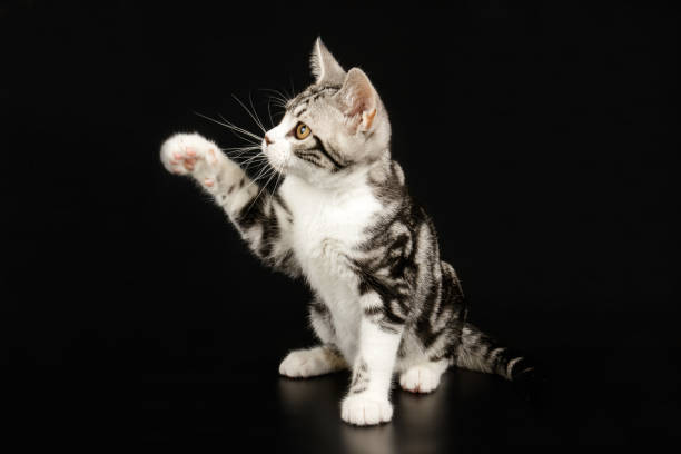 istock American shorthair cat on colored backgrounds 1158294376