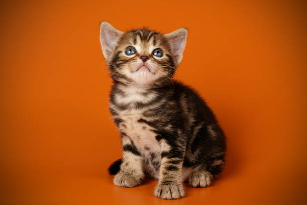 istock American shorthair cat on colored backgrounds 1158294382