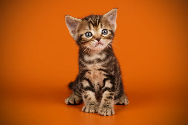 istock American shorthair cat on colored backgrounds 1158294405