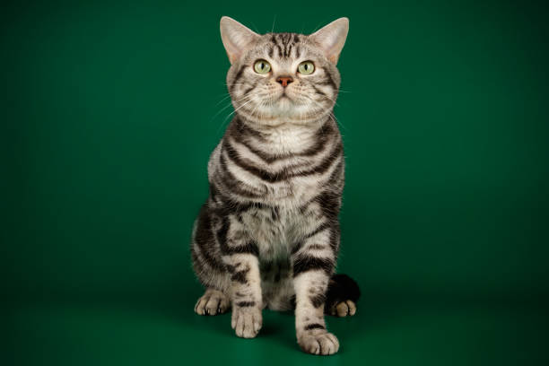 istock American shorthair cat on colored backgrounds 1158294459