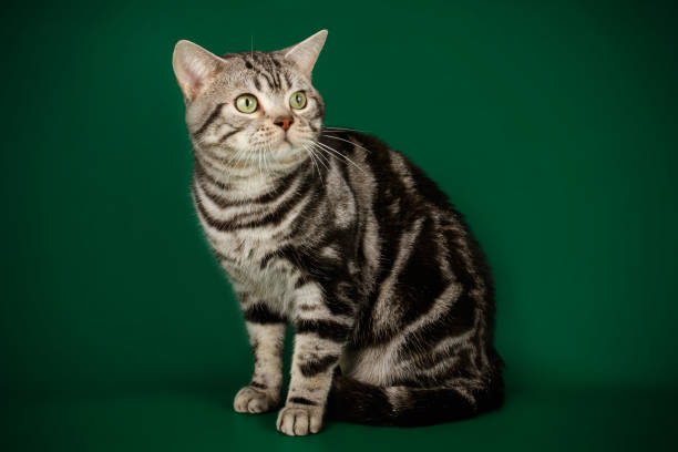 istock American shorthair cat on colored backgrounds 1158294510